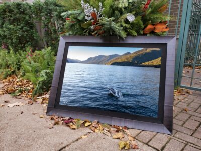 jumping into doubtful sound actual fram