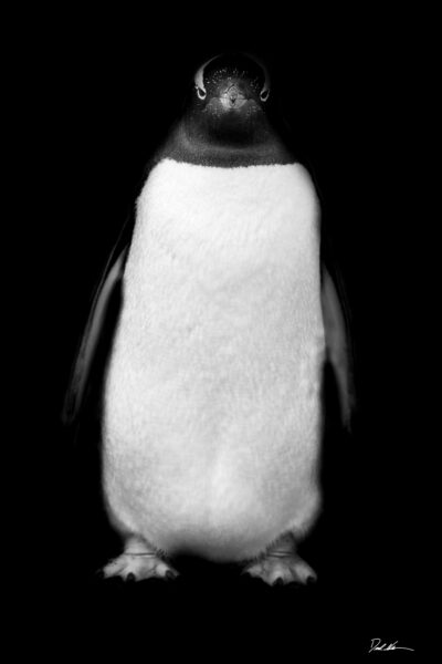 penguin