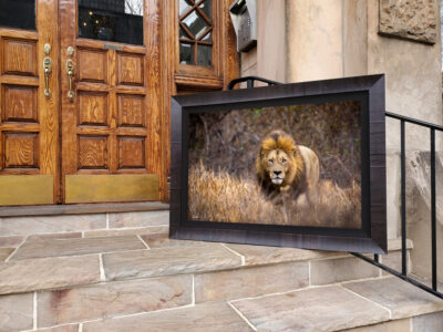 lion stare actual frame