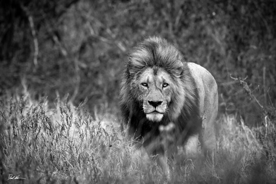 black and white image of an African lion staring directly into the camera 