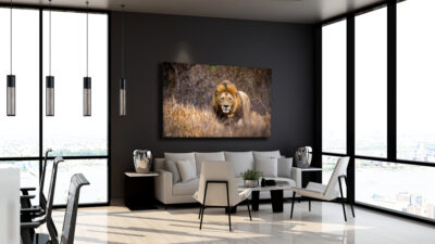 lion stare unframed