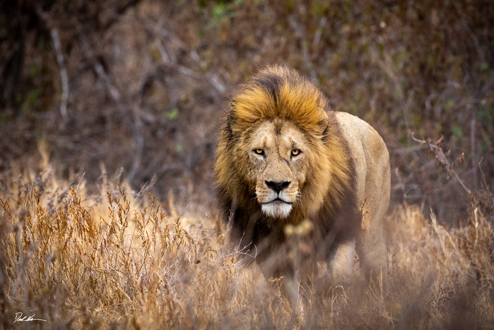 image of a male lion looking directly into the camera in the wild