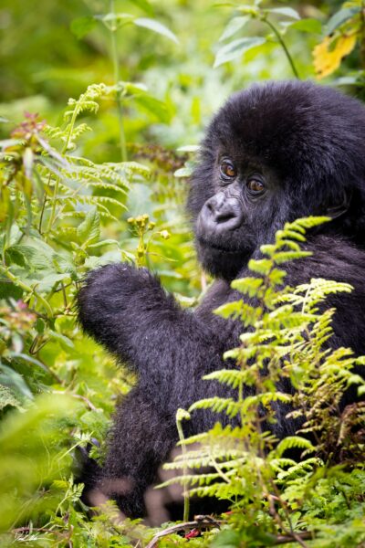 baby mountain gorilla holding a flower