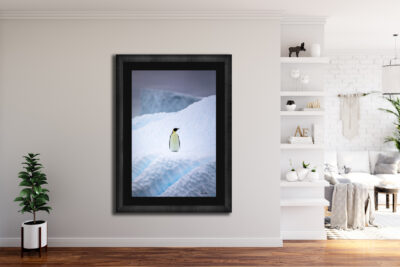 penguin walking on ice