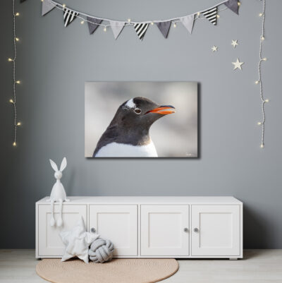 penguin picture kids bedroom