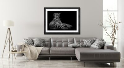 cheetah tail on wall