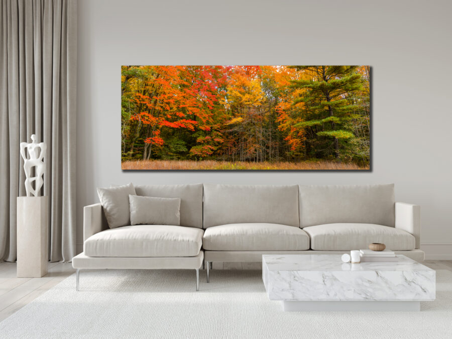 unframed fine art print of a forest turning colors in fall