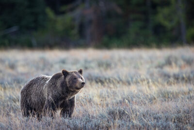 grizzly bear in the field