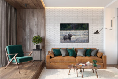photo on wall of grizzly bear