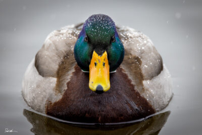 duck in winter looking at you