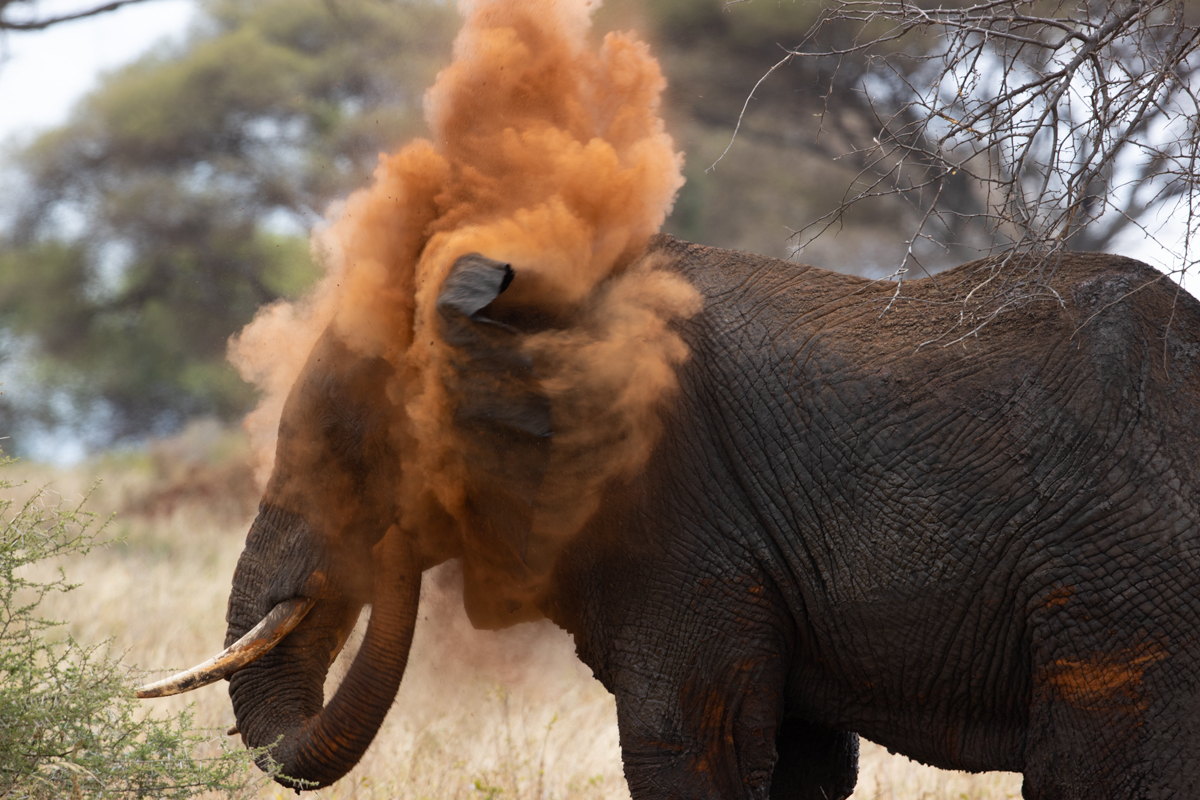 Image of an African elephant blowing orange dust across his head in the wild