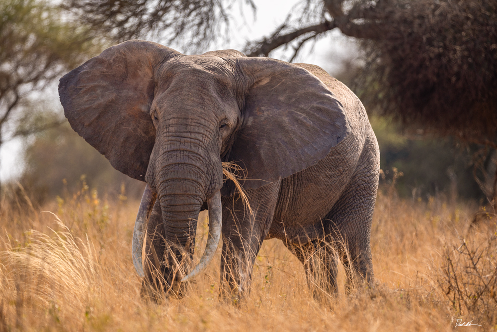 Image of a big bull elephant inside of Tarangire National Park in Tanzania Africa