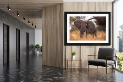 Photograph of a big bull elephant in a black frame displayed in the lobby of a condo building