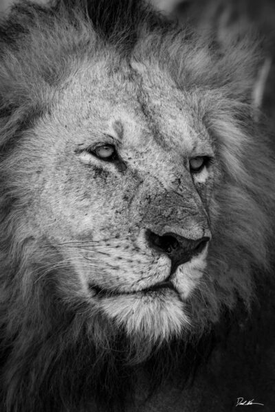 black and white image of a large male lion in Tarangire National Park Tanzania