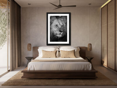 black and white photograph of a male lion framed in a black frame displayed above the bed in a luxury modern bedroom.