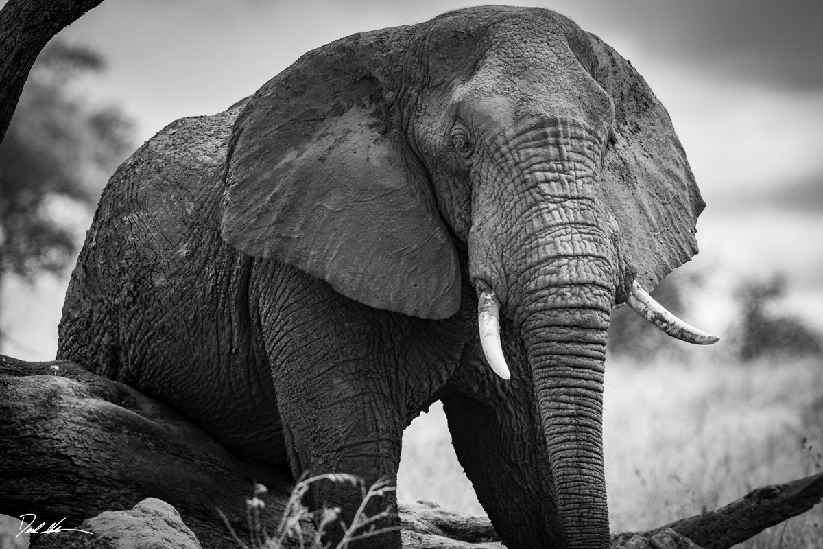 image of a large male bull elephant in black and white standing over a tree scratching his stomach
