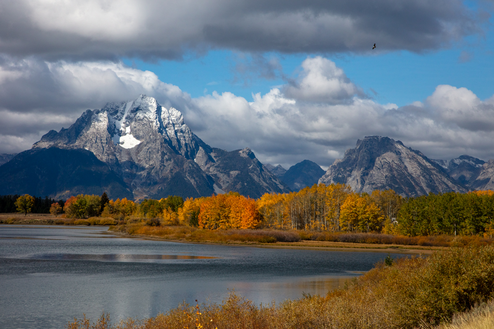 Image of an eagle flying over Grand Teton National Park during fall with puffy clouds and mountains. 