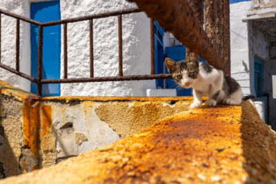 image of a curious cat peeking over a rusty wall in Milos Greece