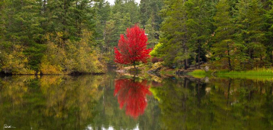 large panoramic image of a bright red maple standing out in a forest reflected perfectly by a still pond in the Pacific Northwest