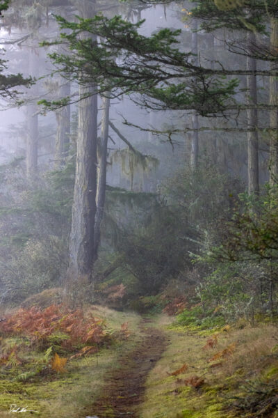 image of a foggy forest on San Juan Island in the Pacific Northwest