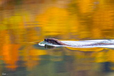 image of an otter swimming in a lake with beautiful fall colors reflecting off the water