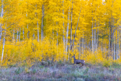 image of a deer in Telluride Colorado prancing in front of bright yellow aspen trees
