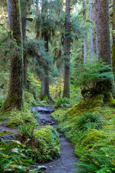 vertical image of a hiking trail in Olympic National Park with lush green ferns and trees
