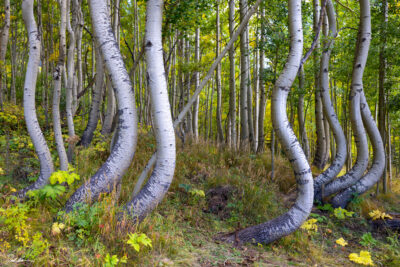 image of twisted aspens in Telluride Colorado during fall color change