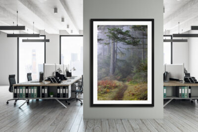 large framed fine art print of a foggy forest on San Juan Island in Washington State displayed in a modern office setting