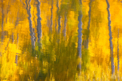 impressionist style photo of aspen trees on a lake with bright yellow colors