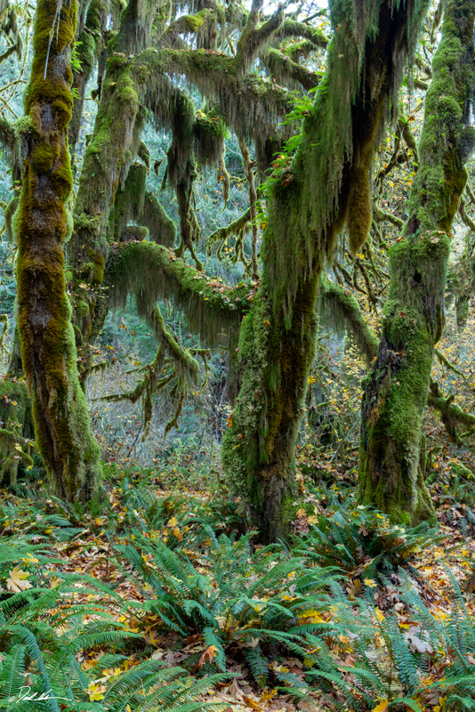Image of trees covered in moss inside Olympic National Park
