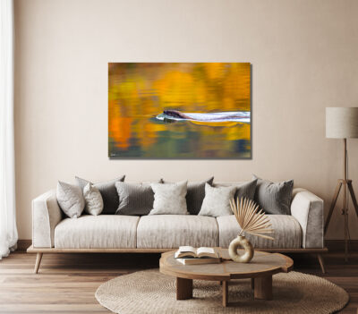 large unframed fine art print of an otter swimming across a lake with fall colors displayed in the living room of a home