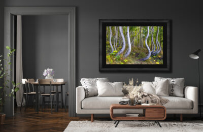 large framed fine art print of twisting aspen trees in Telluride Colorado displayed above the couch of a modern home