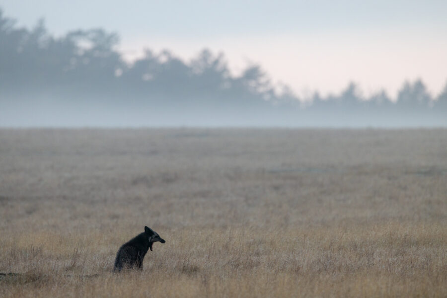 image of a black fox at South Beach San Juan Island yawning 