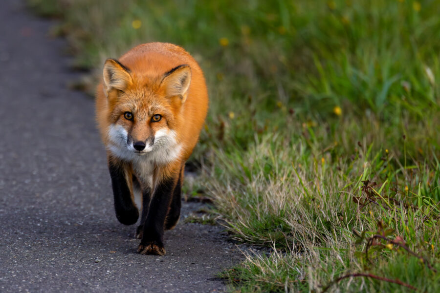 image of a fox walking down the road making eye contact with the camera at a close distance