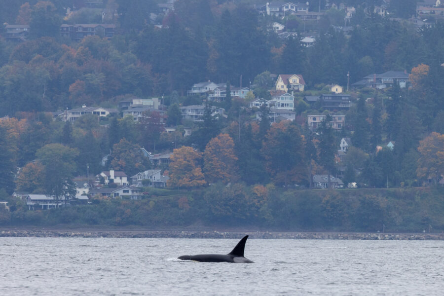 Image of an orca swimming in the Puget Sound with a lot of houses in the background 