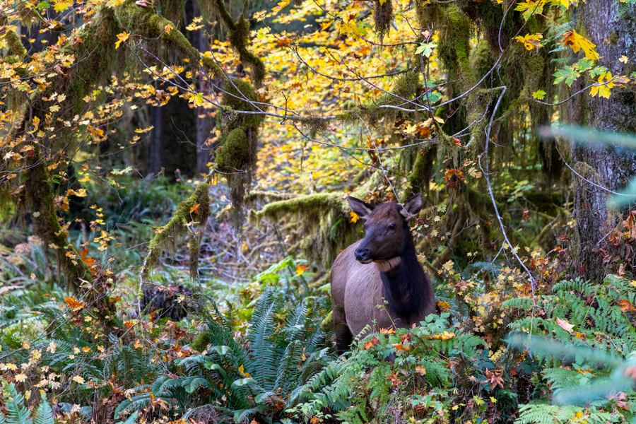 image of an elk in the Hoh Rainforest in Olympic National Park taken during fall with yellow leaves 