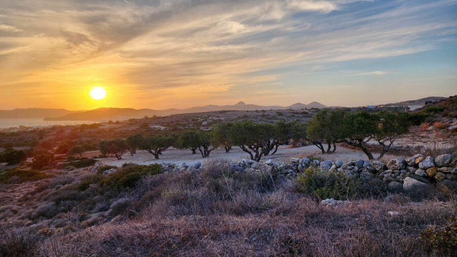 image of olive fields in Milos Greece during sunset over the ocean