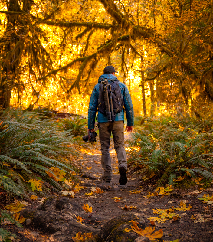 image of photographer Derek Nielsen walking in a golden forest inside Olympic National Park