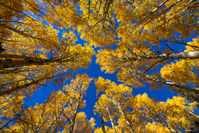Image of golden aspen trees against a deep blue sky taken in Telluride Colorado