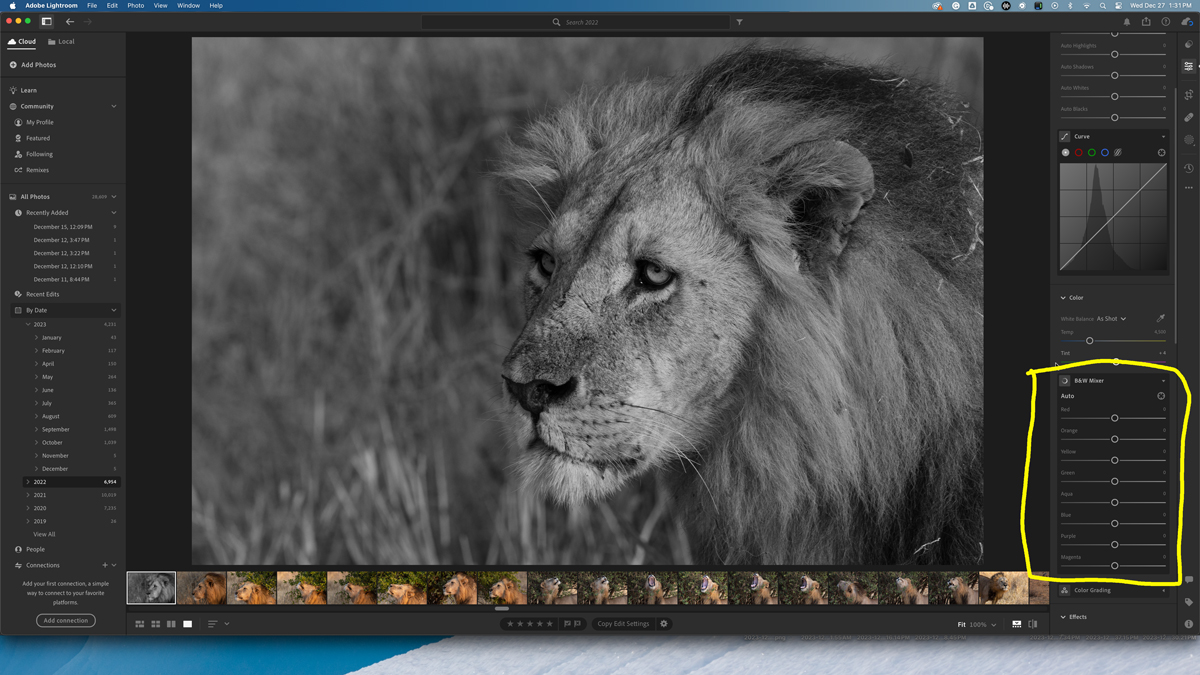 photo of a lion in Lightroom where Derek Nielsen is showing how to make black and white photos from color photos