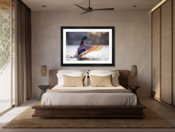 Large framed fine art print of a mallard duck displayed in the bedroom of a hotel