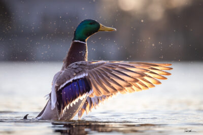 image of a mallard duck flapping its wings with the sun behind it lighting up his feathers