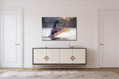 Large unframed fine art print of a mallard duck displayed in the hallway of a modern home