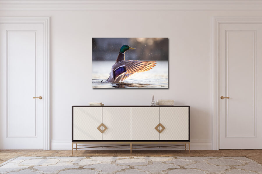 Stunning Display | Fine Art Duck Wildlife Photography | Derek Nielsen ...