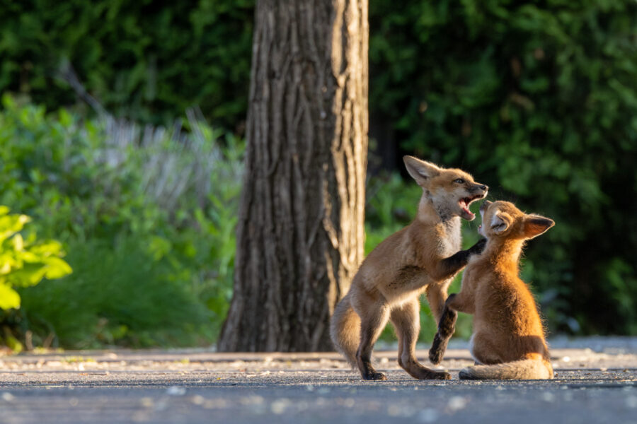 baby fox kits playing in Chicago's millennium park from a collection of Chicago photography prints