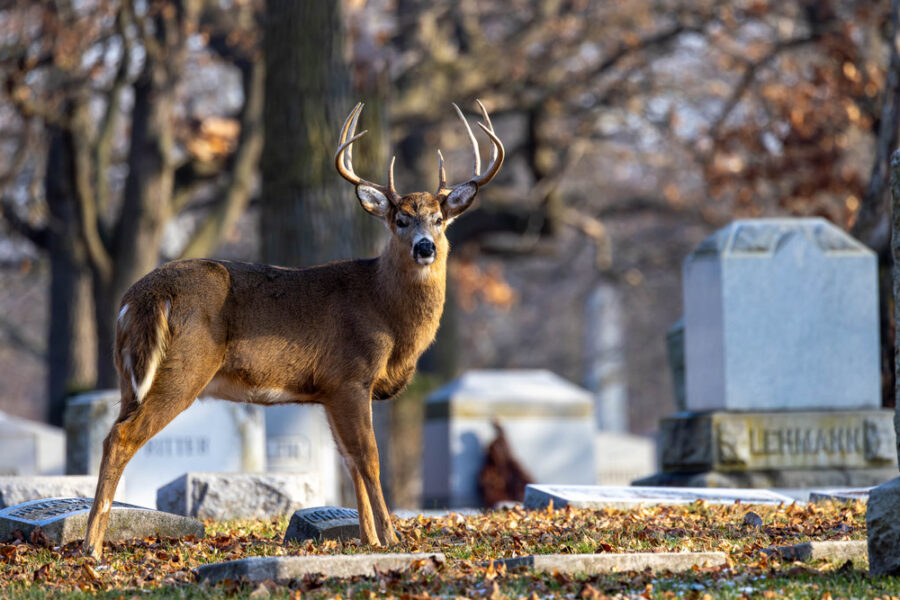 image of a white-tailed deer in Chicago makes a great Chicago photography prints