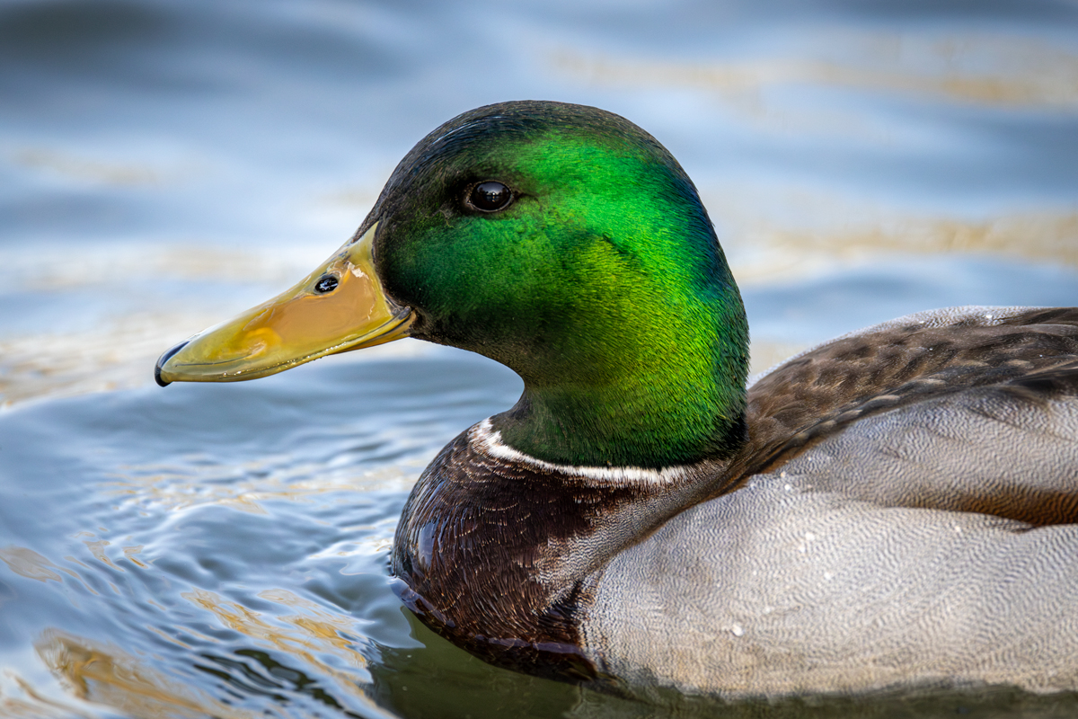 Duck photography | Tips for amazing waterfowl photos