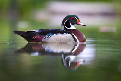 beautiful wood duck with spring colors around floating in a pond in Chicago