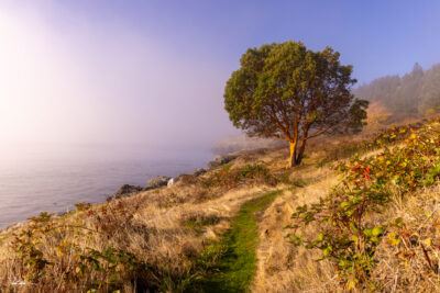 image of a lone tree on the coast of San Juan Island in the Pacific Northwest at sunrise with fog over the water